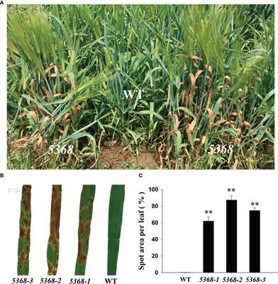 Role of reactive oxygen species in lesion mimic formation and conferred basal resistance to Fusarium graminearum in barley lesion mimic mutant 5386